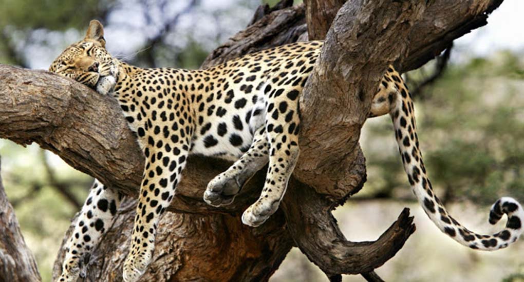 Get To Know The Leopards Of Uganda