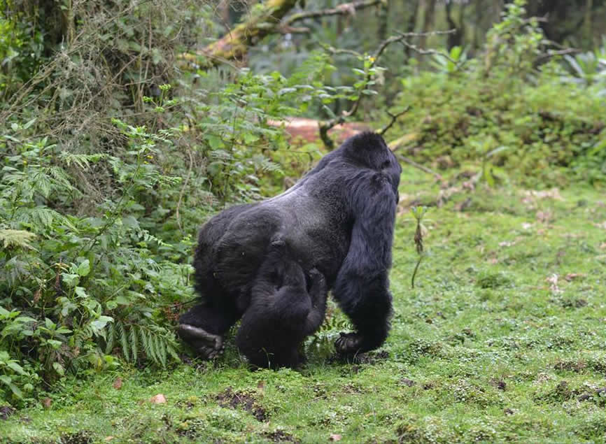 Gorilla Trekking Tours In Uganda