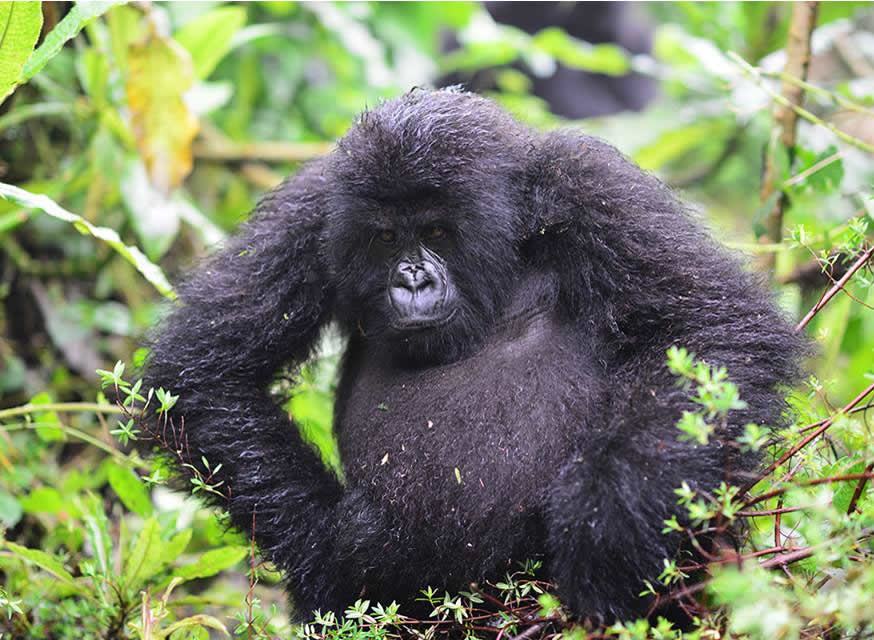 Gorilla Trekking Safaris To Uganda