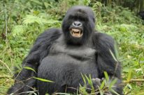 3 days rwanda gorilla safari
