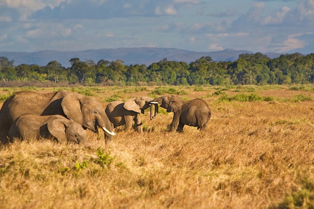 Uganda Safaris Gorilla & Wildlife Safari Tours