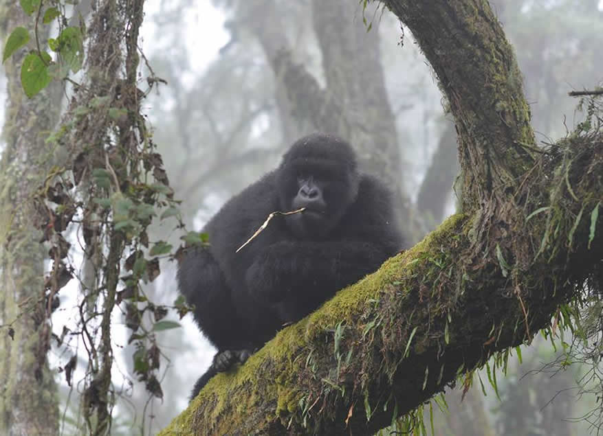 Gorilla Trekking Permits Rwanda