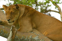 ishasha-tree-climbing-lion