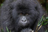 rwanda-gorilla-trek
