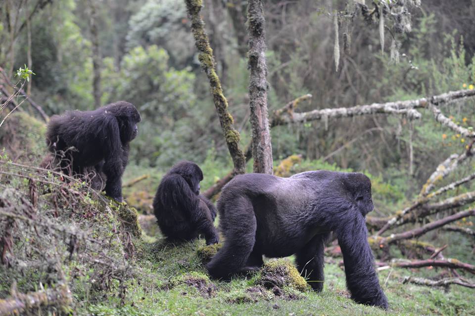 Comparing Gorilla Trekking In Uganda,Rwanda & Congo