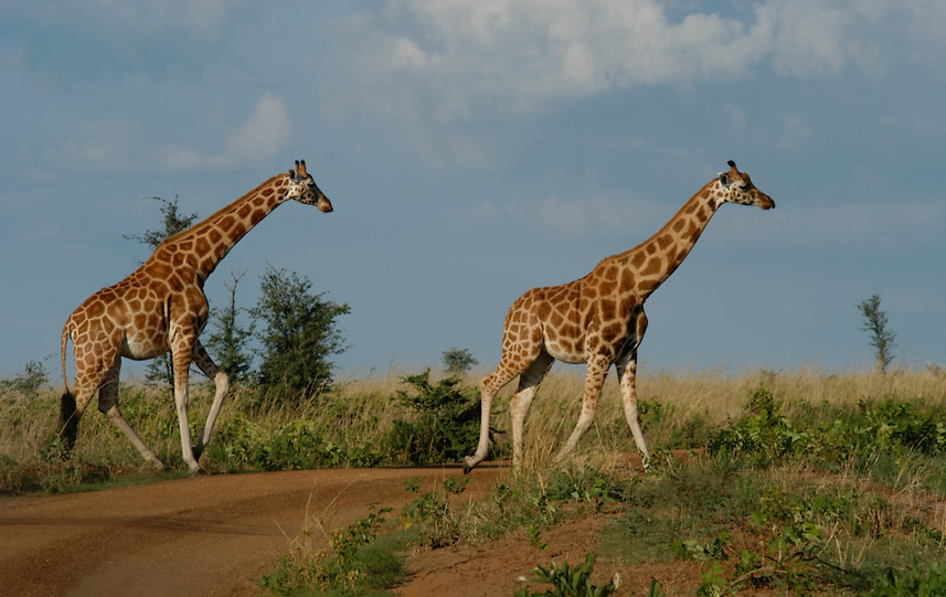 22 Giraffes To Be Transferred In Murchison Falls NP – Uganda Safari News