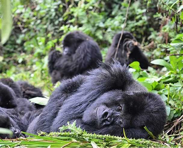 Why You Should Go Gorilla Trekking In Uganda