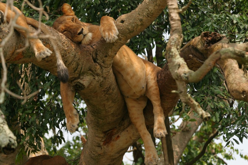 Viewing The Tree Climbing Lions Of Ishasha