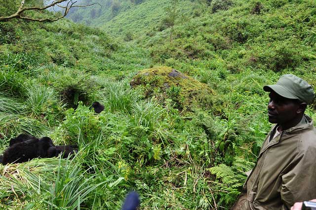 Gorilla Trekking In Rwanda And Congo