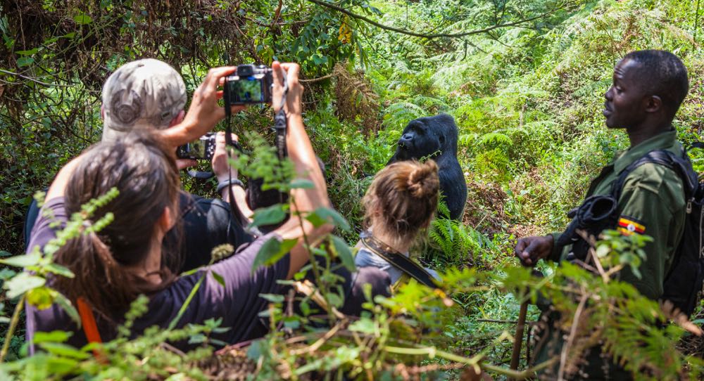 Gorilla Trekking In Mgahinga National Park