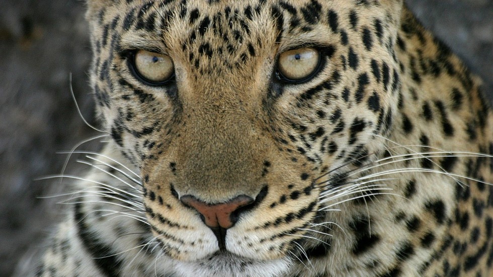 TODDLER GRABBED AND MAULED BY LEOPARD IN UGANDAN NATIONAL PARK