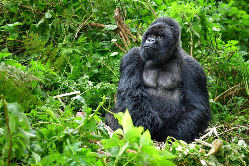 How Does A 5 Days Rwanda Gorilla & Wildlife Look