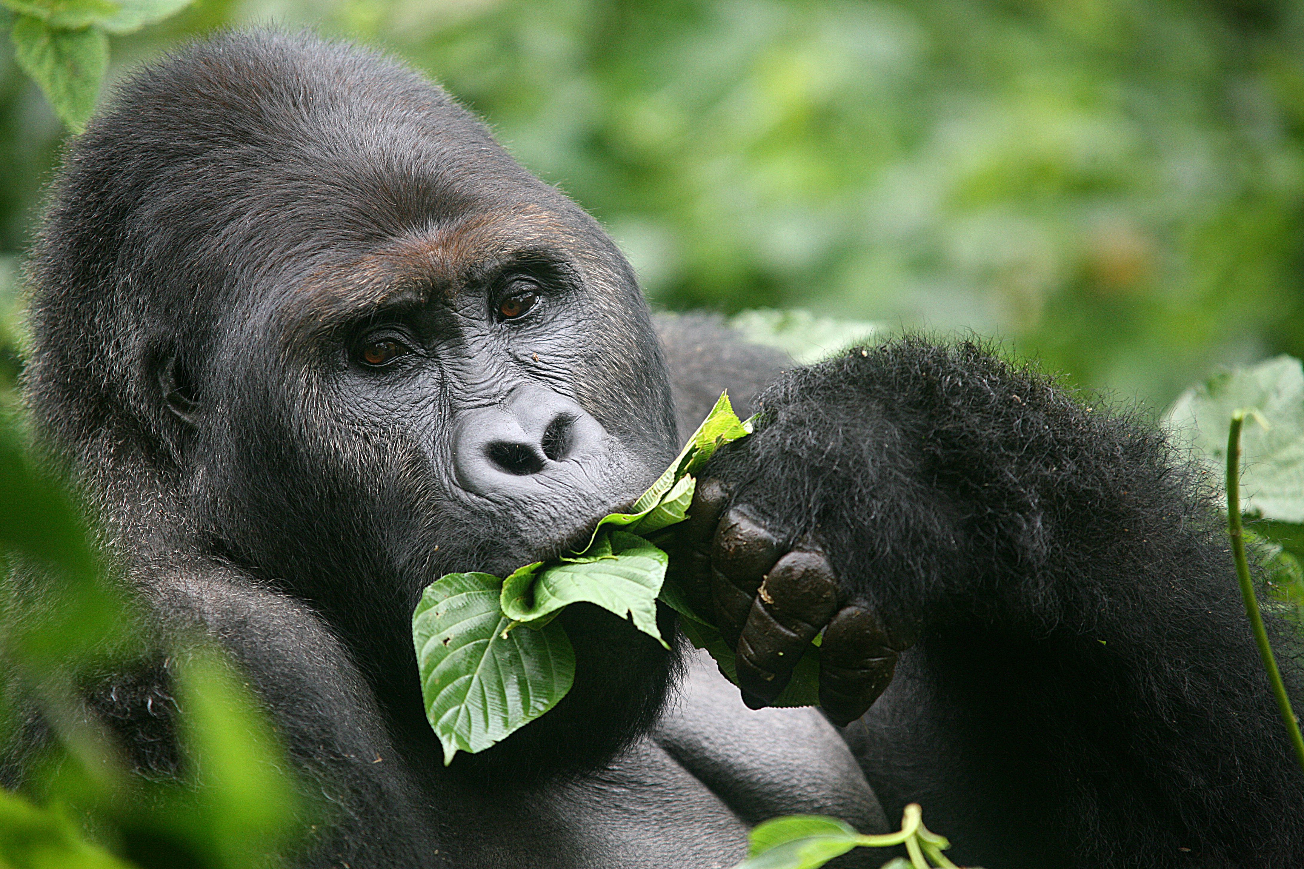 Do Mountain Gorillas Eat Humans?