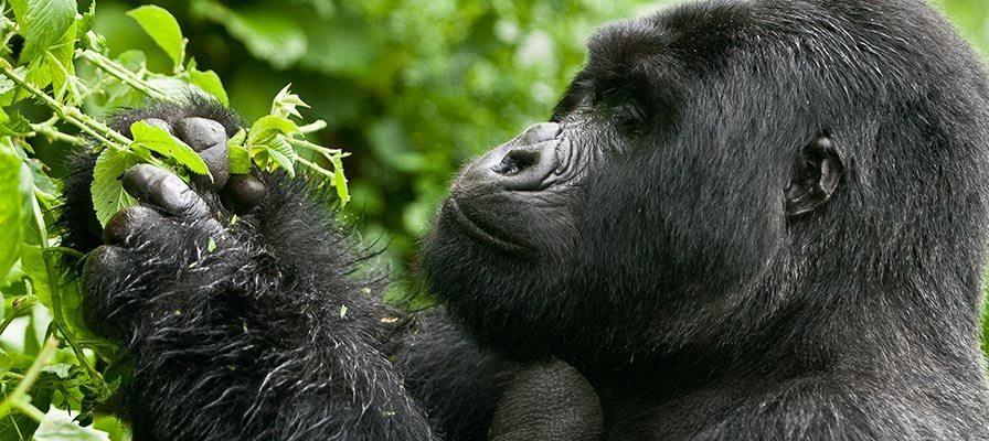 Mgahinga Gorilla Treks Via Kigali