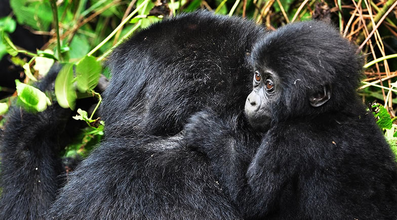 Baby Gorillas: Interesting Facts You Ought To Know
