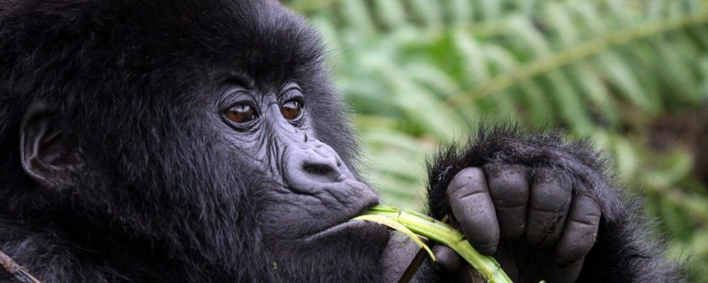 Places For Gorilla Trekking