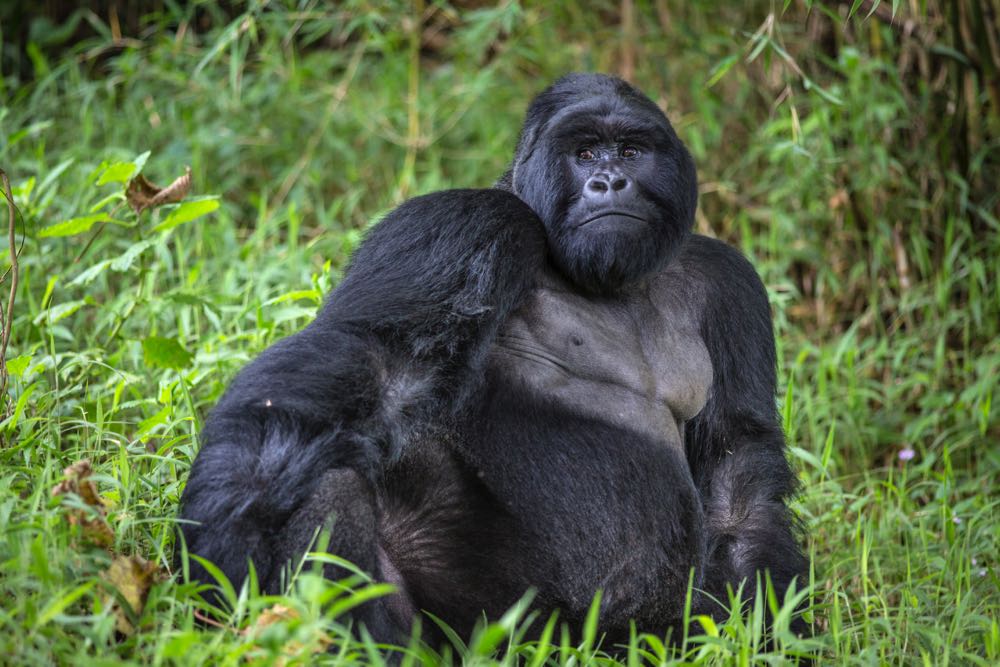 Uganda Gorilla Trekking Permit Cost