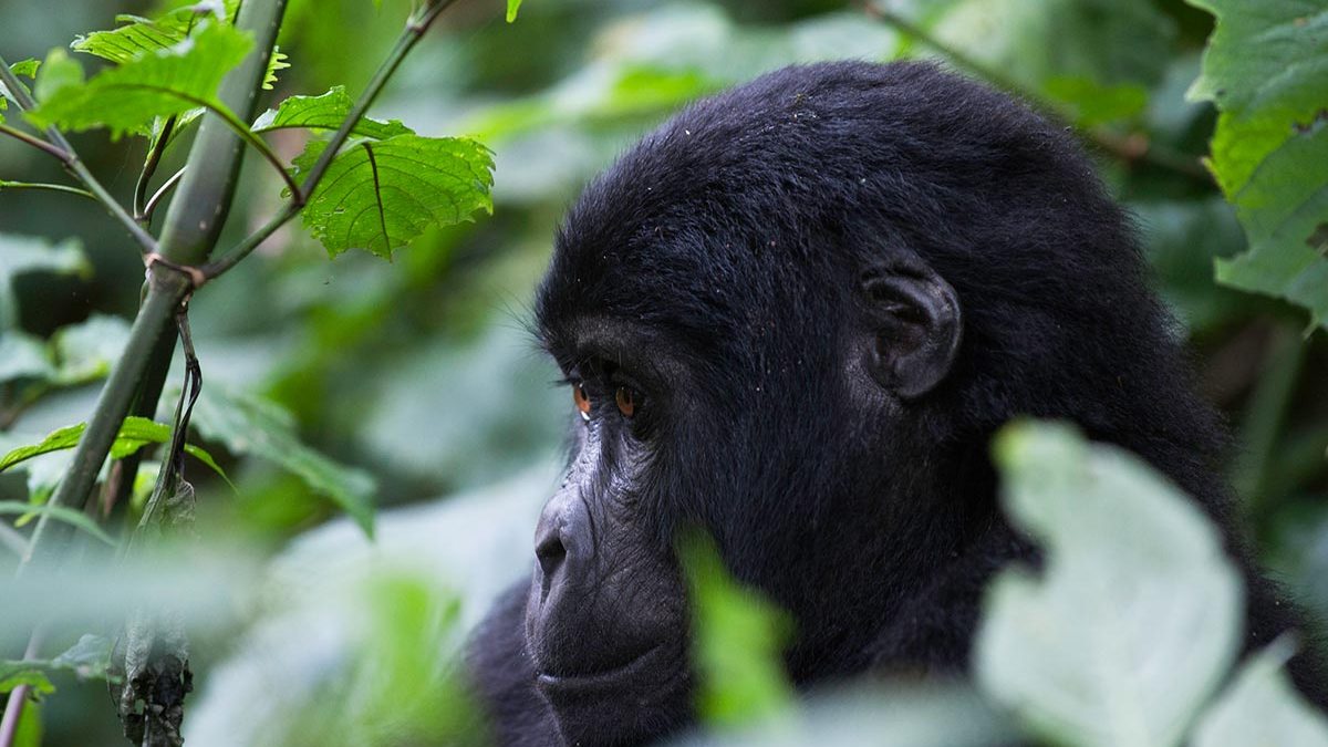 Mountain Gorillas In Uganda