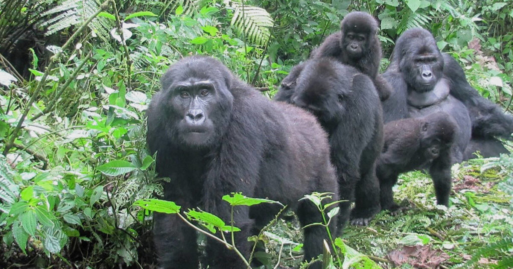 Are mountain gorillas also at risk of Covid-19