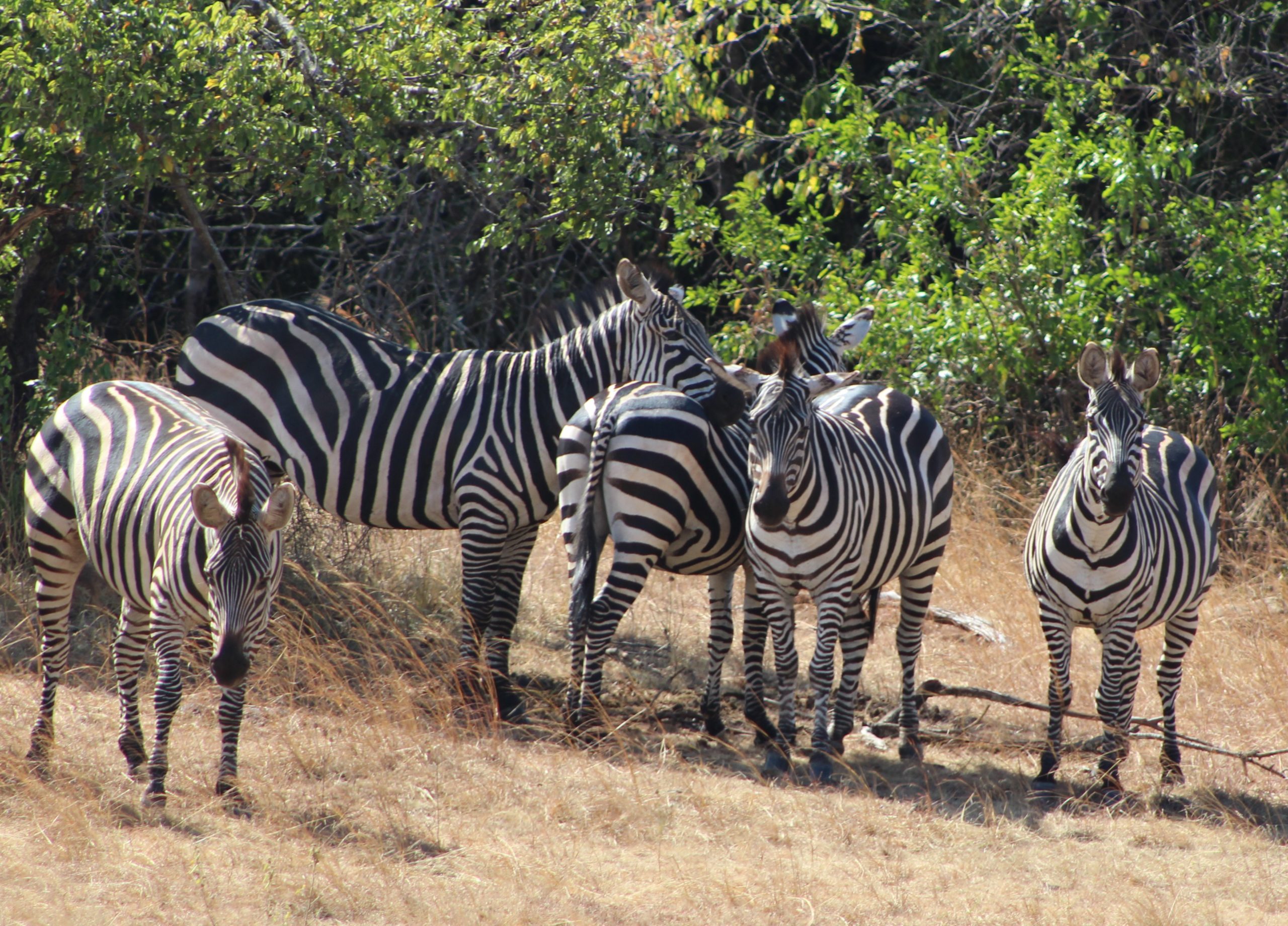 2 Days Akagera Safari