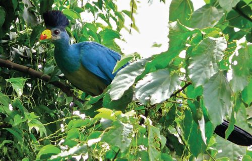 Birding Tour Uganda Kibale Forest National Park