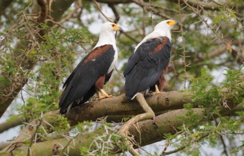 Birding Tour Uganda Queen Elizabeth National Park