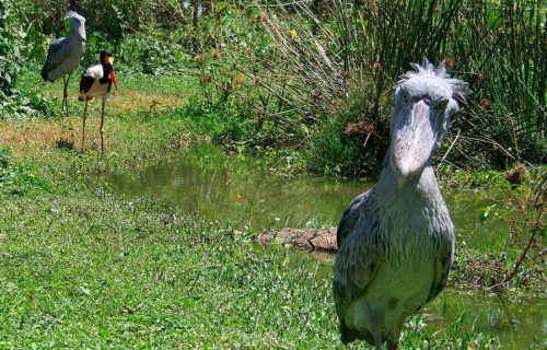 Birding Tour Uganda Uganda Wildlife Education Center