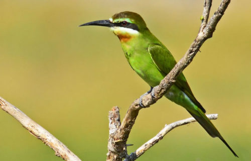 Birding Tours Uganda