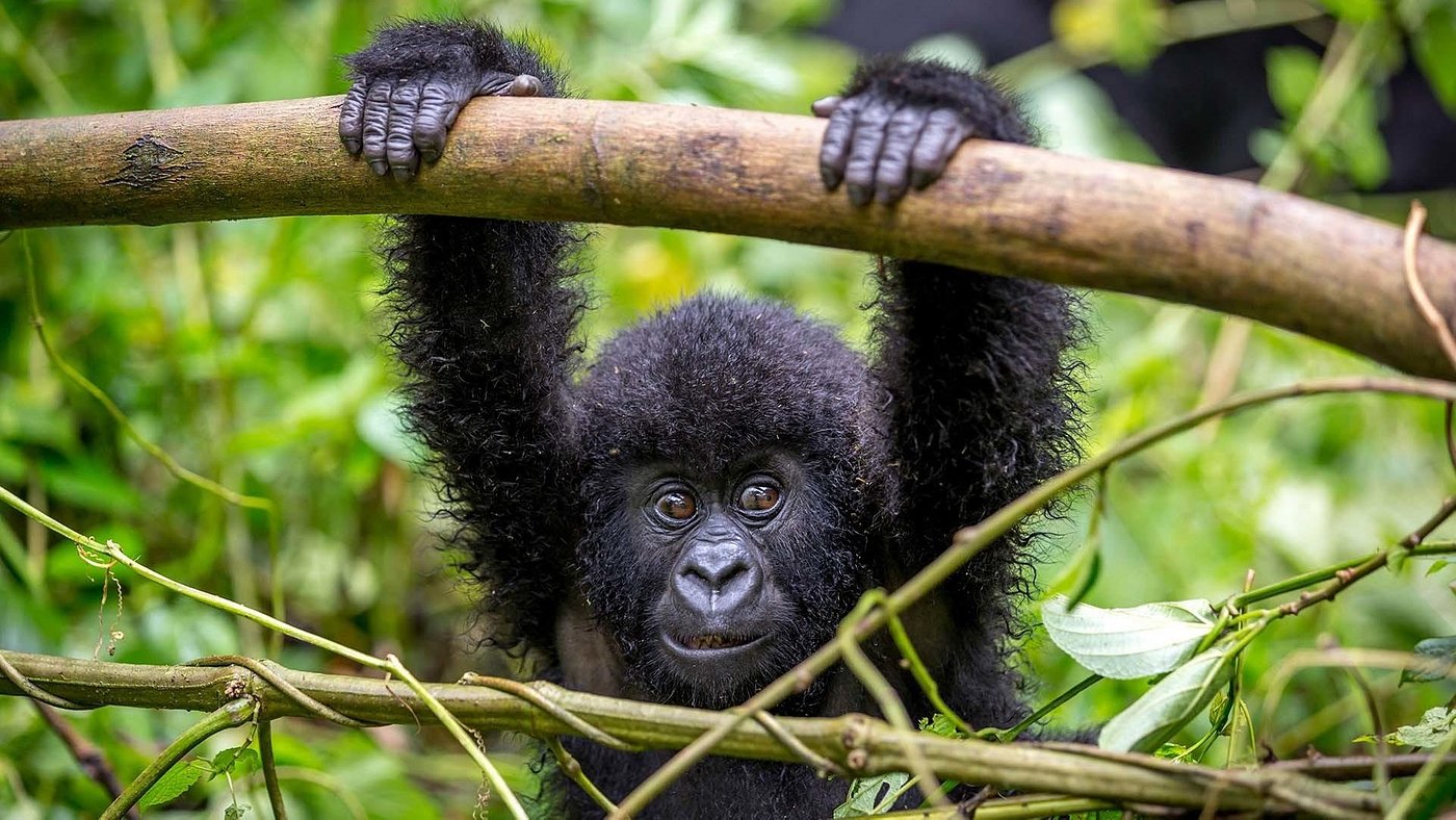 Common Mistakes To Avoid During Gorilla Trekking Tours