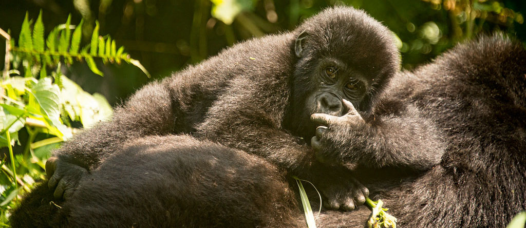 Gorilla Trekking Uganda Vs Rwanda