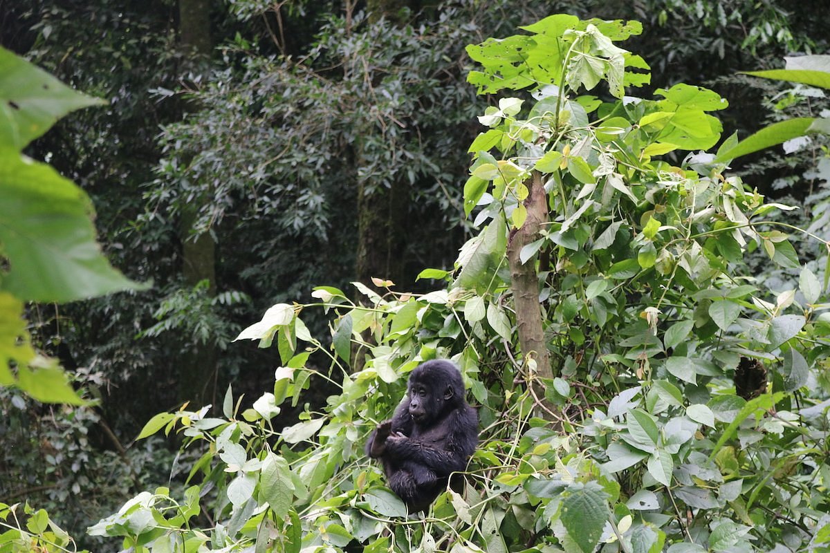 Mountain Gorillas In Bwindi Impenetrable Forest