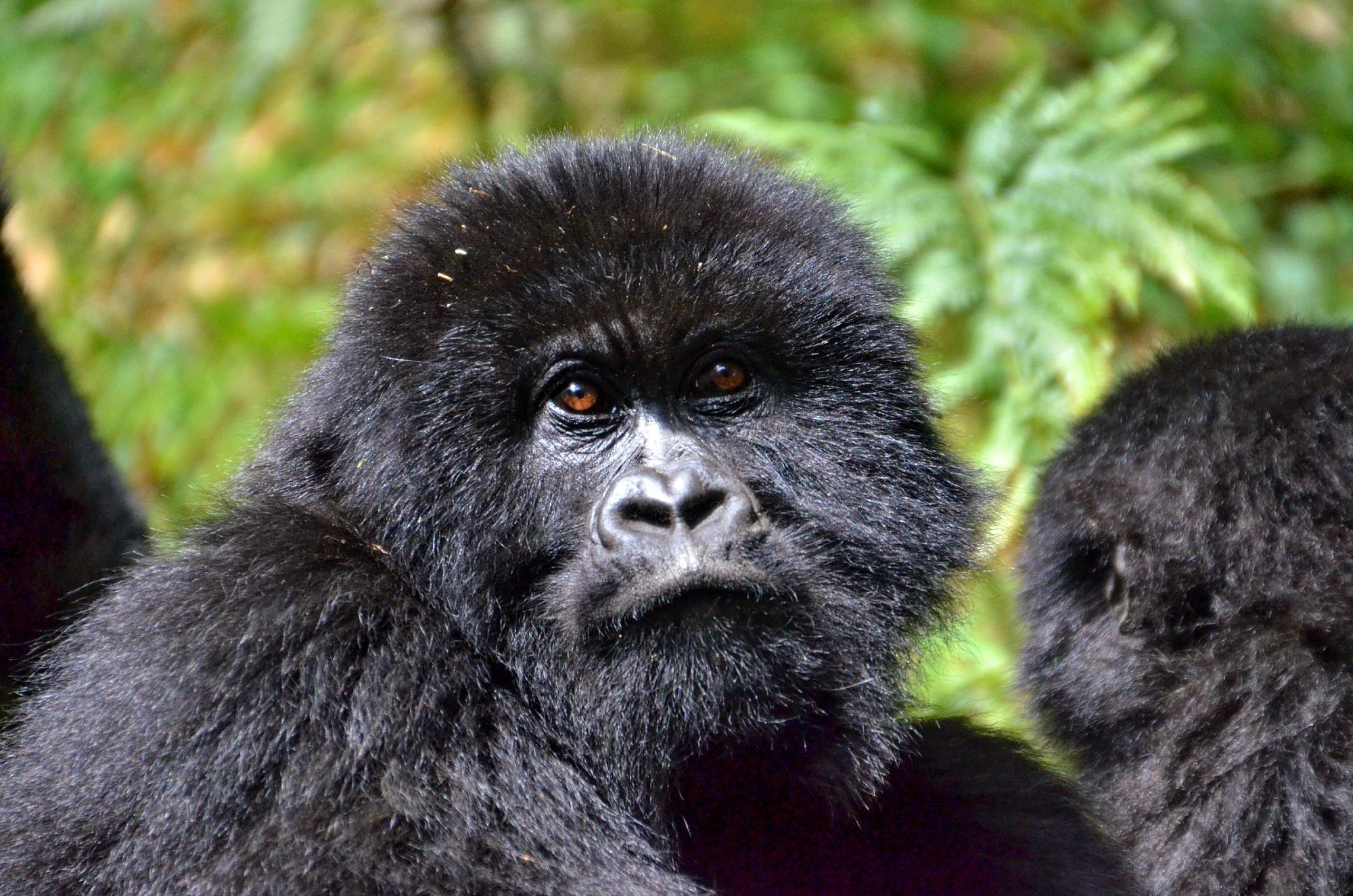 What Type Of Gorillas Are In Uganda?