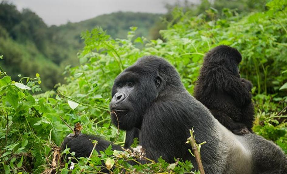 Gorilla Trekking Africa Tours