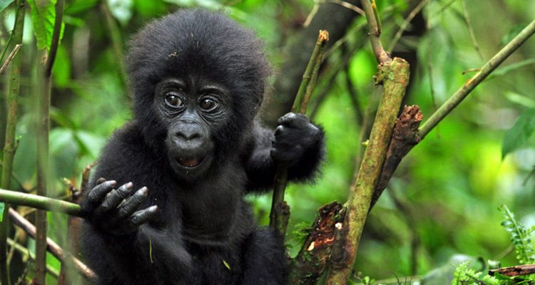 Do Mountain Gorillas Climb Trees?