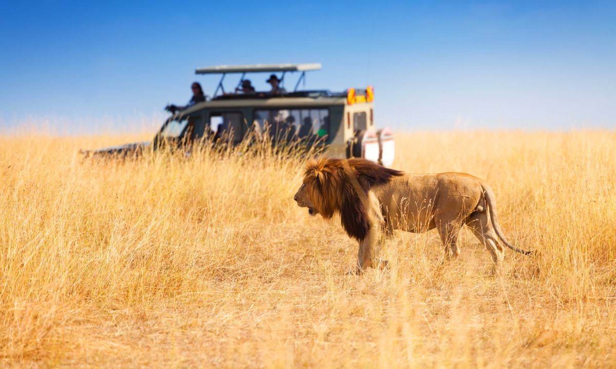 Best Month To Go On An African Safari