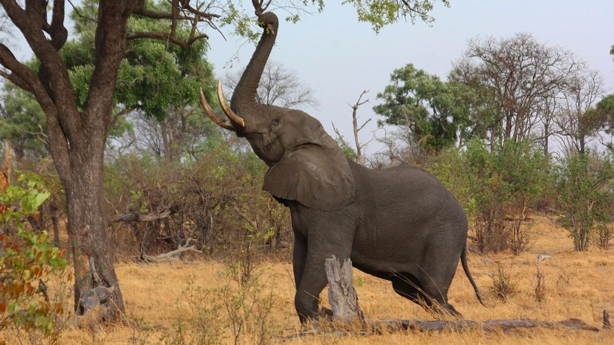 African Forest Elephants Vs Savanna Elephants
