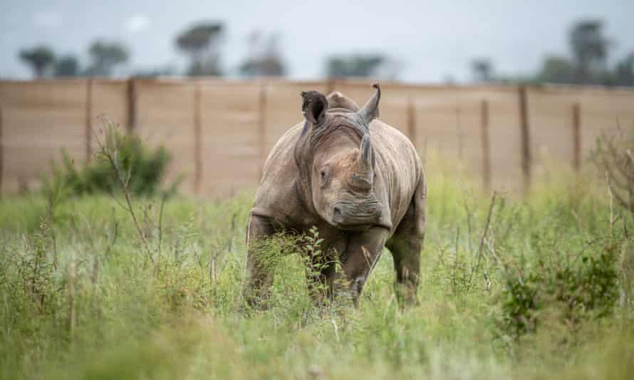 White Rhinos Translocated From South Africa To Rwanda