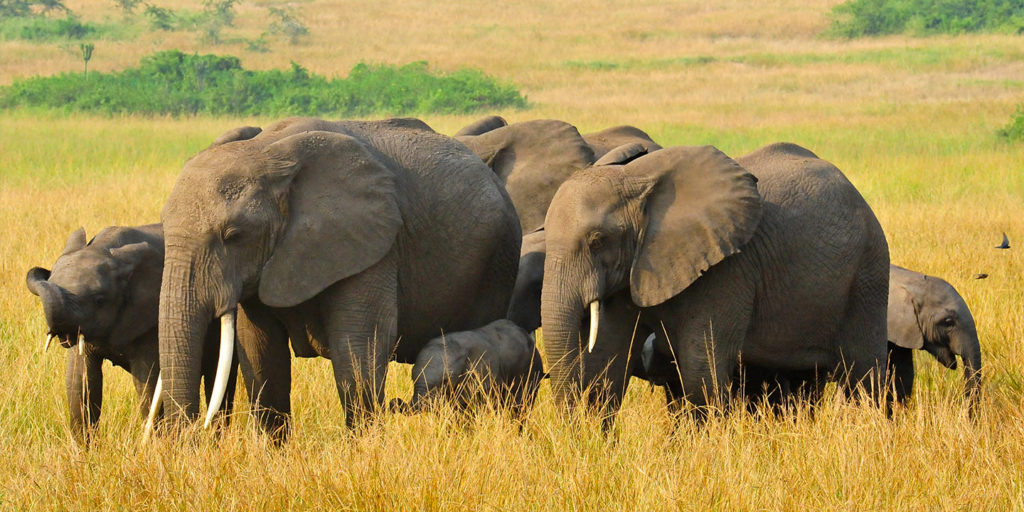 African Elephants in Uganda