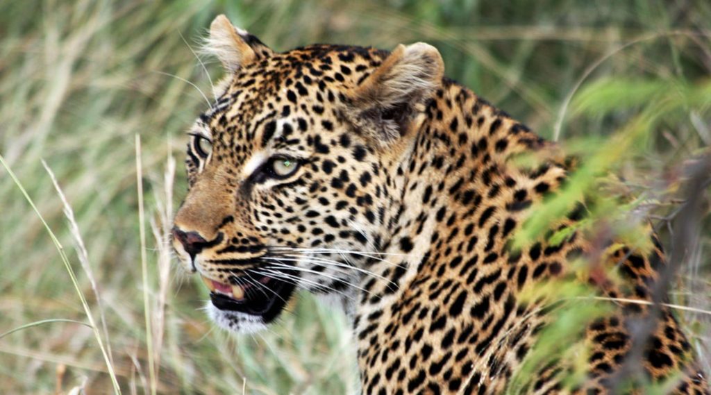 Leopards in Kidepo