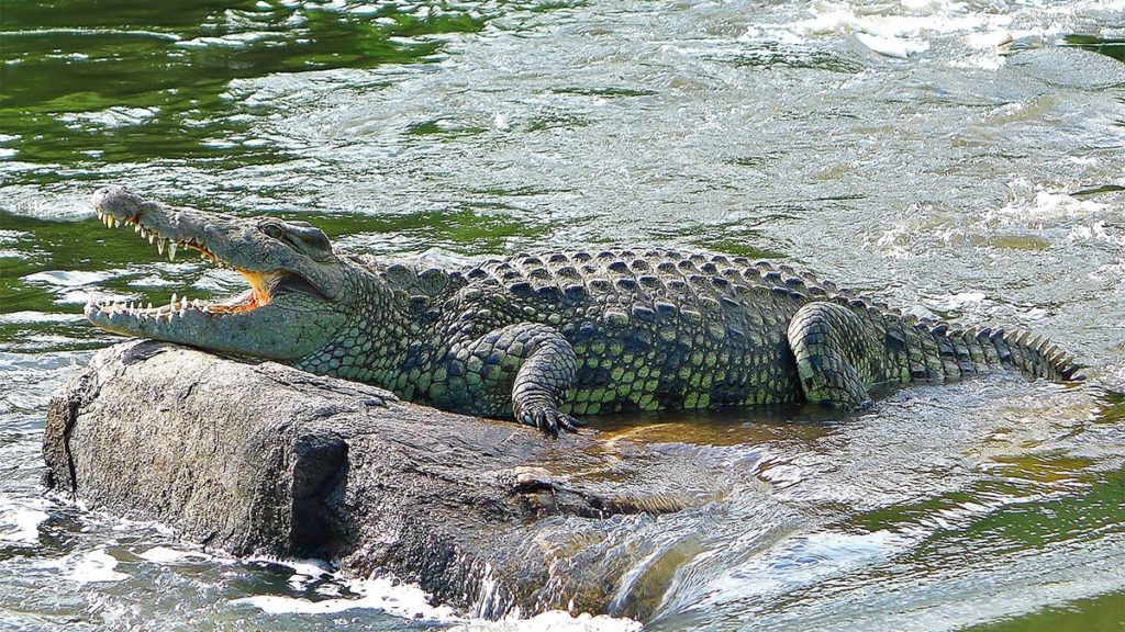 Nile Crocodiles in Uganda