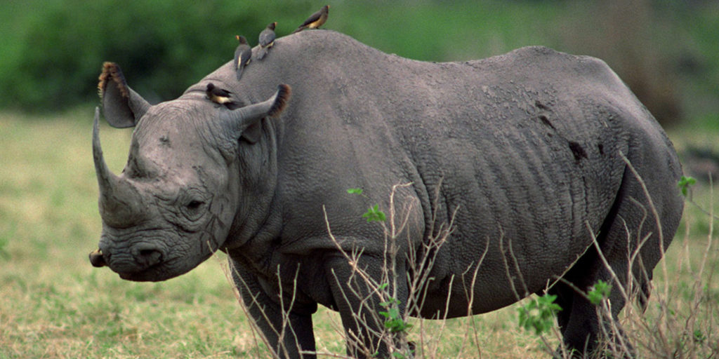 Rhinoceros in Uganda