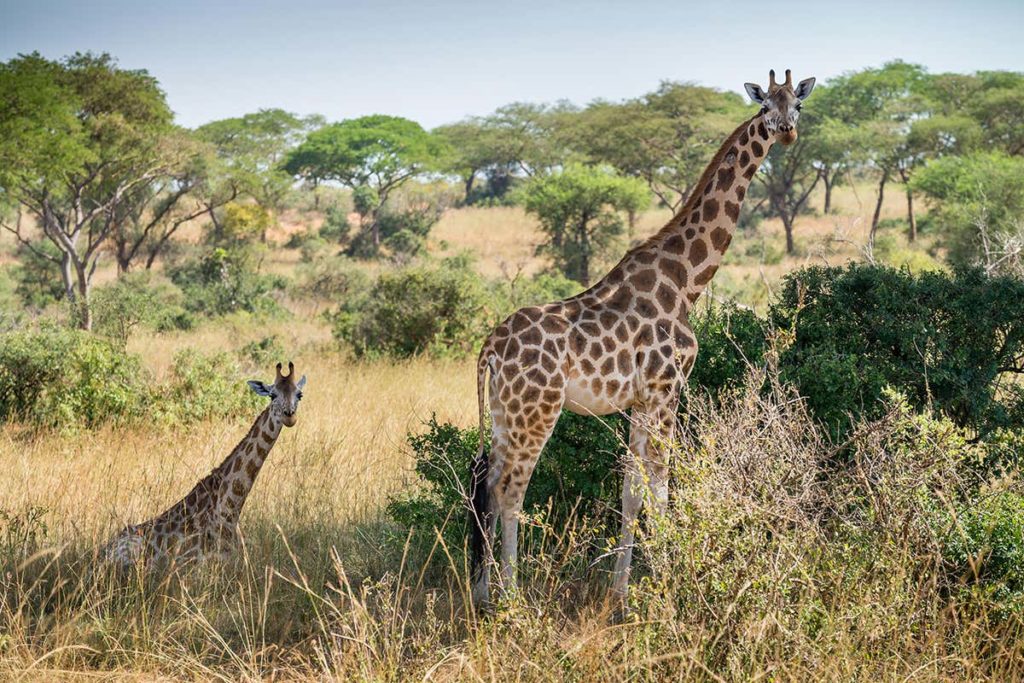 Rothschild giraffes in Uganda