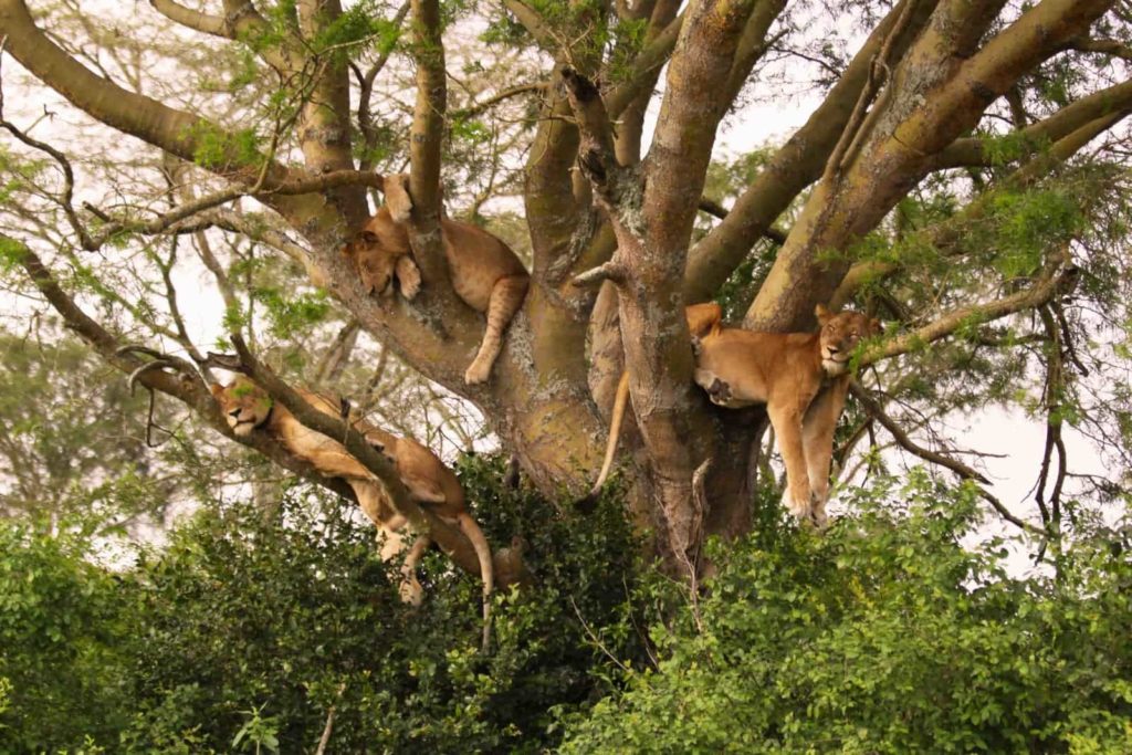 Tree-climbing lions in Uganda
