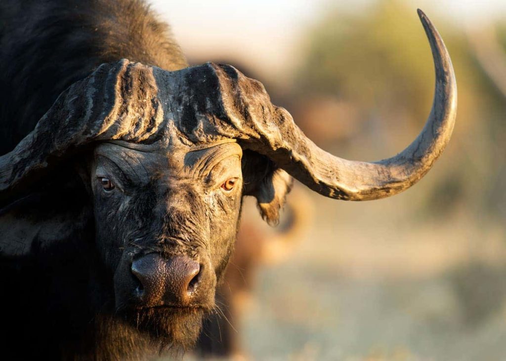 Interesting Facts about African Buffalo