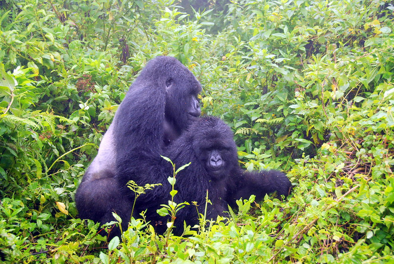 Awe-Inspiring Reproduction And Mating Habits Of Mountain Gorillas