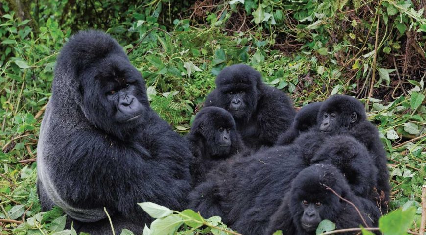 Nyakagezi Gorilla Family In Mgahinga.