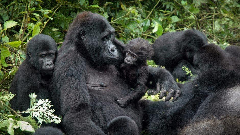 Nyakagezi Gorilla Family In Mgahinga