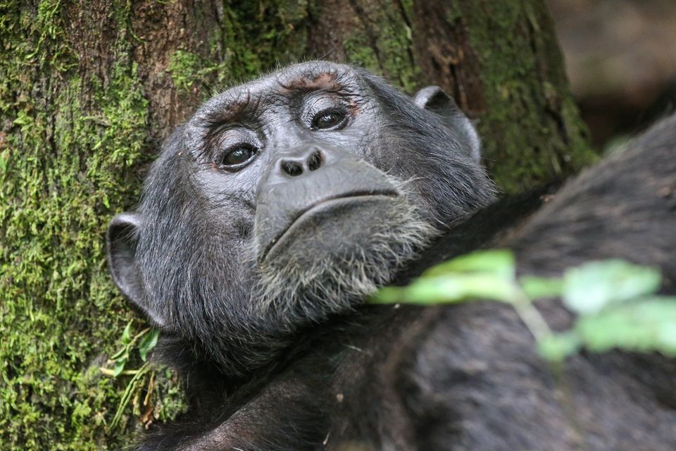 Kibale Chimpanzee Habituation Permits