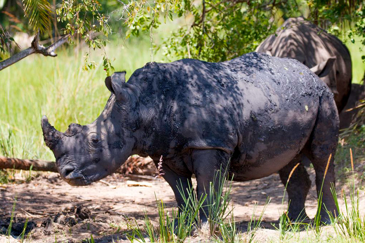 Rhino Tracking In Akagera National Park