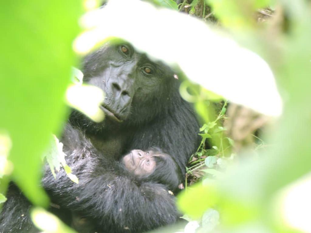 Gorilla Gives Birth